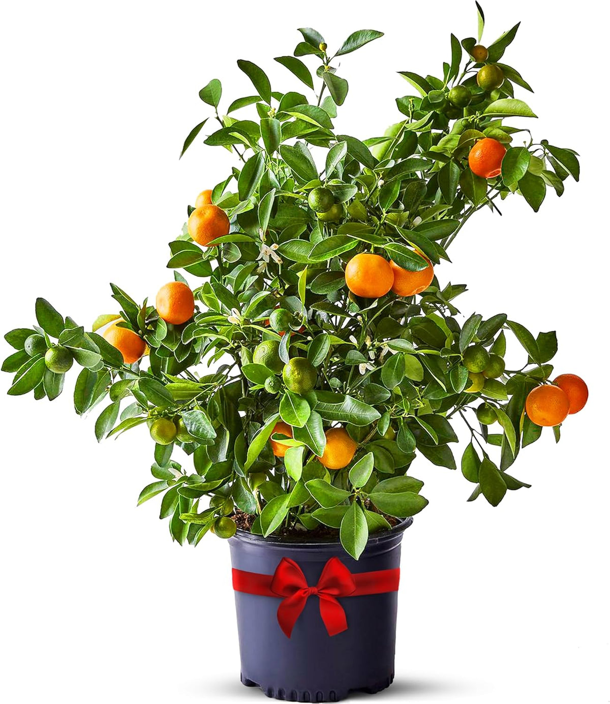 Calamondin Tree Live Plants Outdoor Plant 18-22" Tall - Dwarf Indoor Fruit Trees Live Plants Cannot