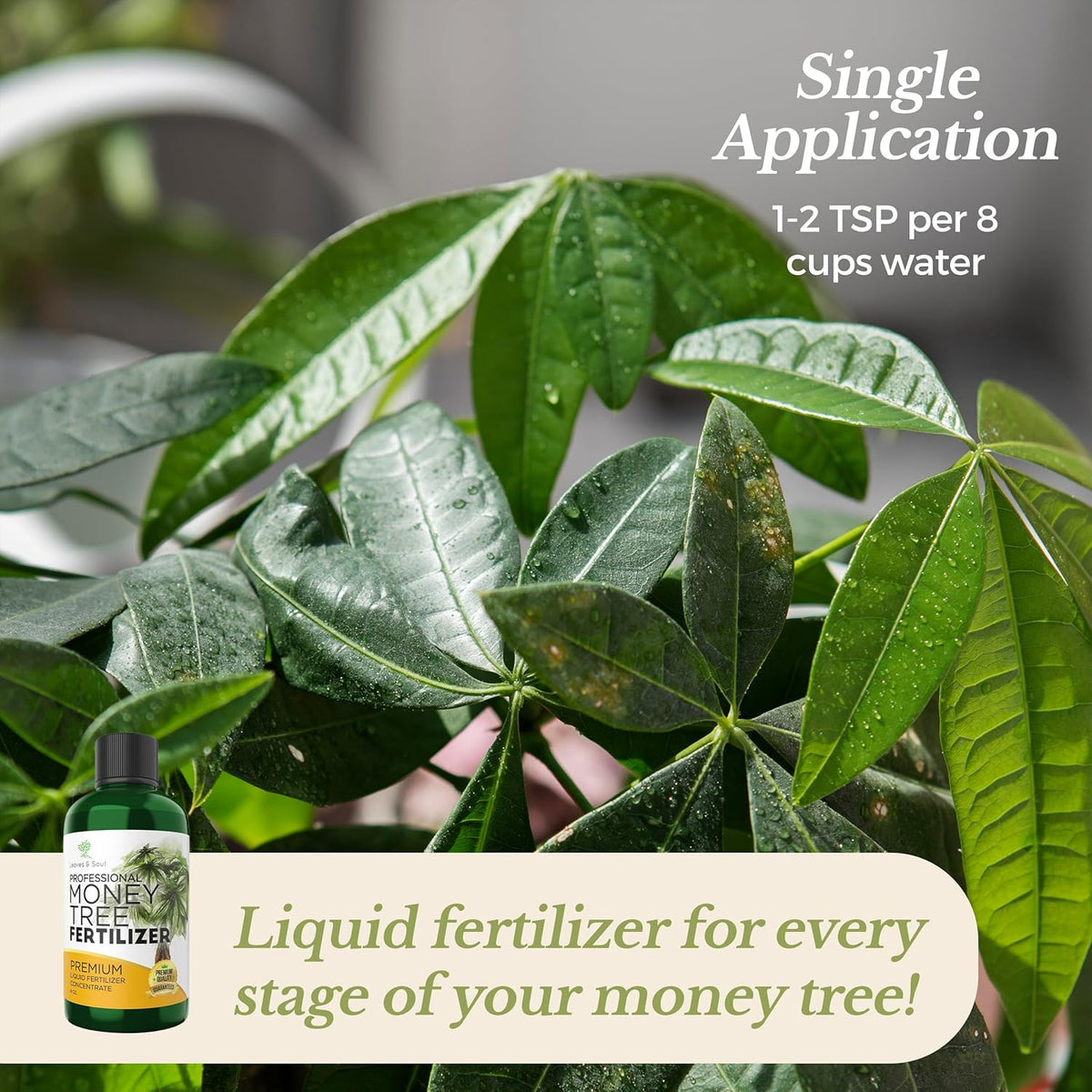 Professional Liquid Money Tree Fertilizer | 3-1-2 Concentrate for Plants and Flowers |