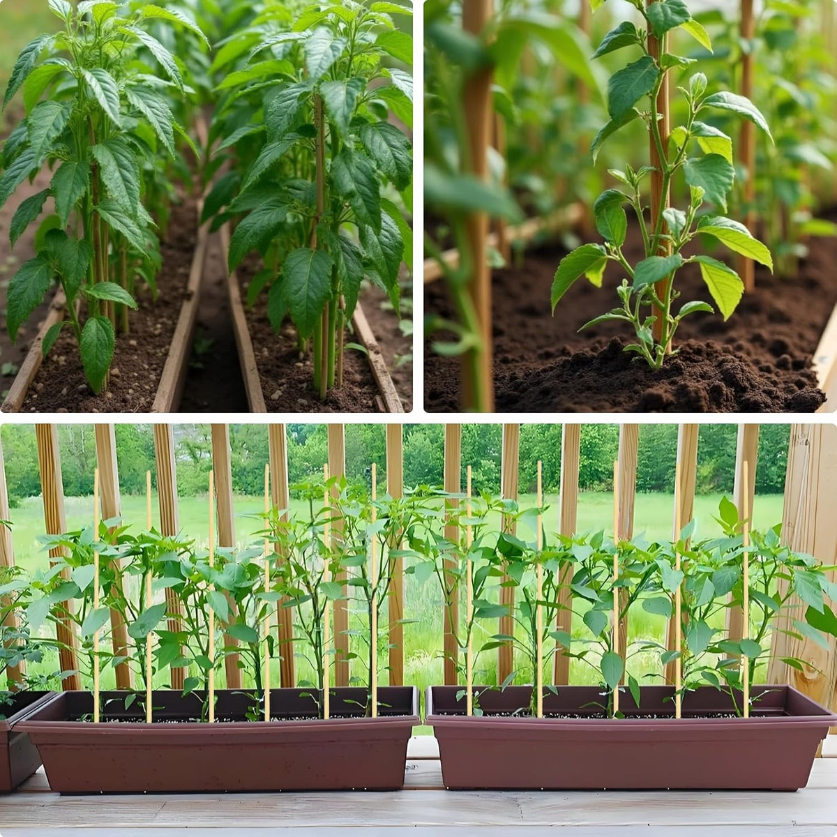 125 PCS 2.5FT Bamboo Plant Stakes 6.3mm Thick – 30-Inch Bamboo Sticks for Plants, Tomatoes, Beans