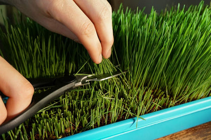Non-GMO, Thunder Acres Premium Wheat Seed, Cat Grass Seed, Wheatgrass, Hard Red Winter Wheat (1