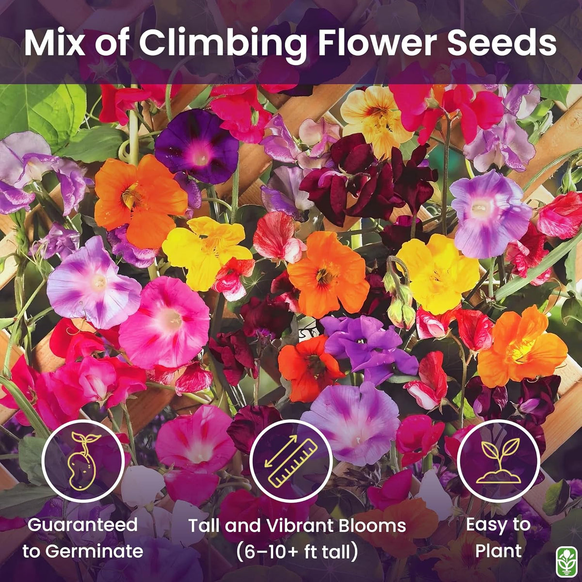 Climbing Vine Seeds for Planting – Colorful Mix of Climbing Flower Seeds: Morning Glory