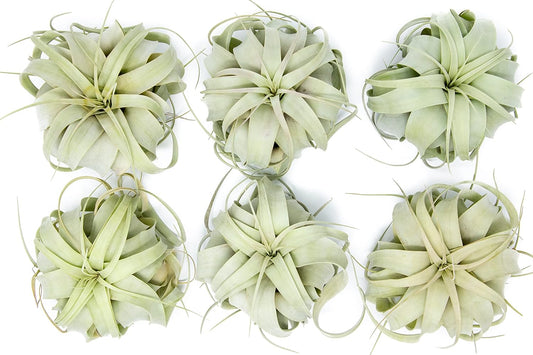 6 Pack Large Xerographica Air Plants 5 to 7 Inch Wide - Air Plants Live Tillandsia Succulent House