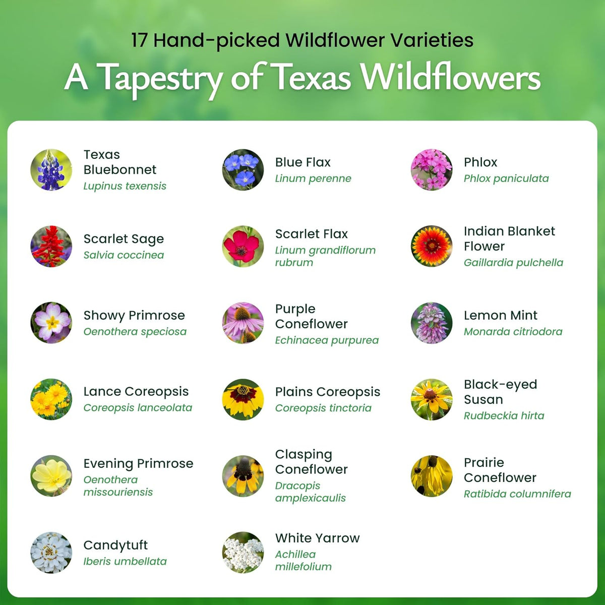 Created By Nature Texas Wildflower Seed Mix with Texas Bluebonnet Seeds, 17 Flower Varieties