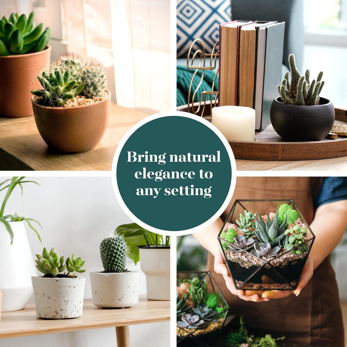 Shop Succulents Premium Live Mini Cactus and Succulent Plants in 2" Pots, Easy Care Indoor or