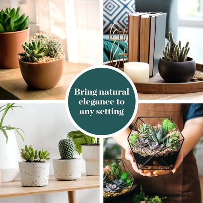 Shop Succulents Premium Live Mini Cactus and Succulent Plants in 2" Pots, Easy Care Indoor or