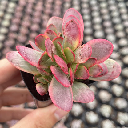 Sprout N Green Crassula Platyphylla f. Variegata, 1 Live Succulent Plant Fully Rooted in 2" Pot