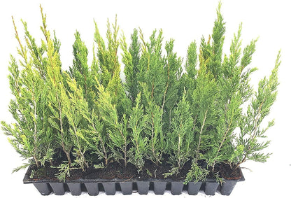 Spartan Juniper | 20 Live Trees | Juniperus Chinensis | Evergreen Privacy Screening Plant