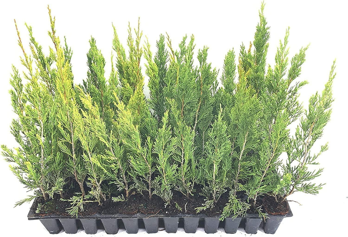 Spartan Juniper | 30 Live Trees | Juniperus Chinensis | Evergreen Privacy Screening Plant