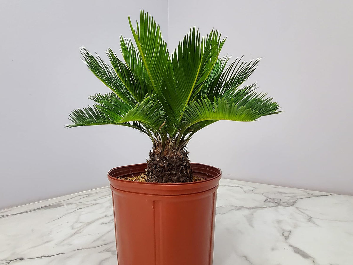 Sago Palm Tree - Cycas Revoluta - Overall Height 16" to 22" - Tropical Plants of Florida (Plant