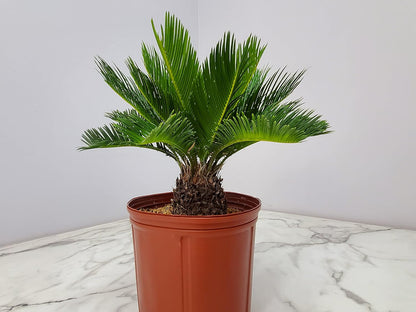Sago Palm Tree - Cycas Revoluta - Overall Height 16" to 22" - Tropical Plants of Florida (Plant