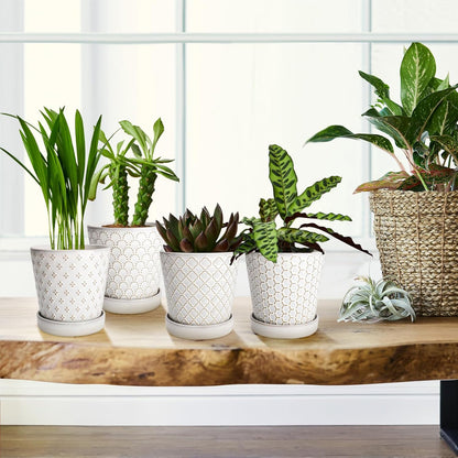 EFISPSS Ceramic Plant Pots Indoor, 5 Inch Planters with Drainage Holes and Ceramic Tray, Relief