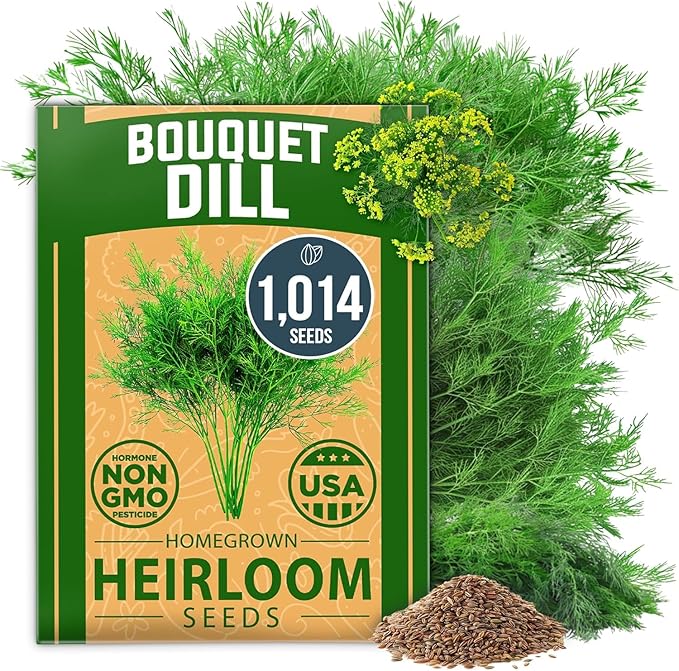 HOME GROWN 𝗨𝗦𝗔 𝗣𝗥𝗘𝗠𝗜𝗨𝗠 Dill Seeds for Planting 1,014 Bouquet Dill Seeds 𝗡𝗢𝗡-𝗚𝗠𝗢 and
