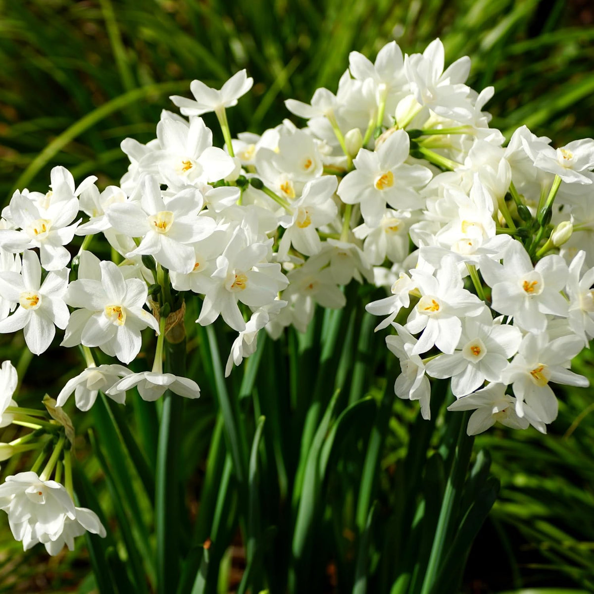Fantastic Fragrant Paperwhite Narcissus ‘Ziva’ Flowers – 3 Premium Daffodil Bulbs | Easy Indoor or