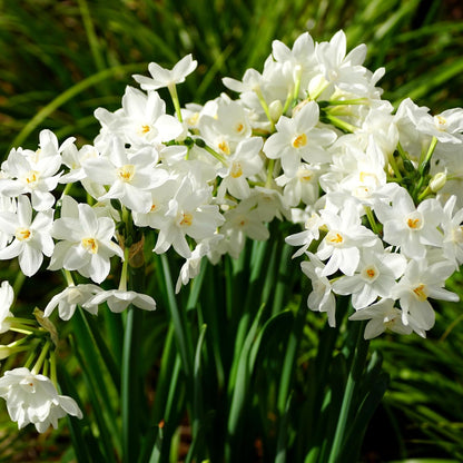 Fantastic Fragrant Paperwhite Narcissus ‘Ziva’ Flowers – 3 Premium Daffodil Bulbs | Easy Indoor or