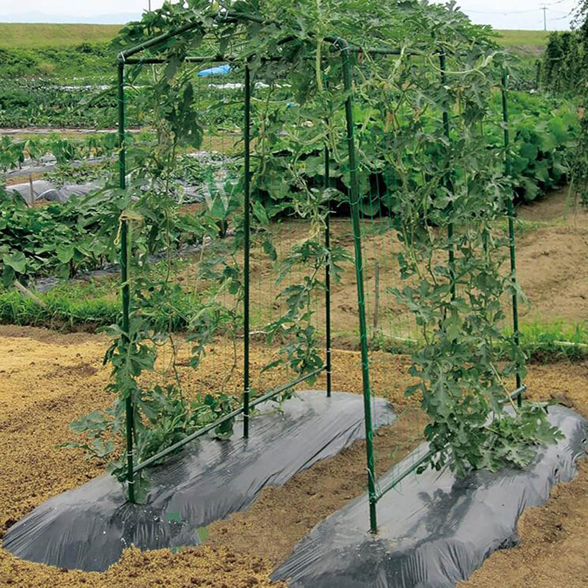 Xiny Tool Garden Stakes, 25 Pack Steel Plant Garden Tomato Stakes with Plastic Coat for Climbing