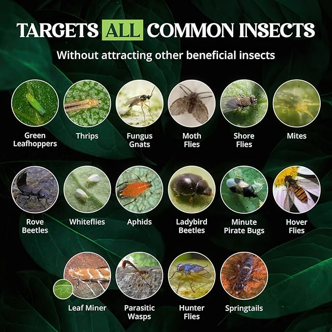 Catchmaster GRO Yellow Regular Double Sided Sticky Traps 36PK, Adhesive Bug & Fruit Fly Trap, Pest