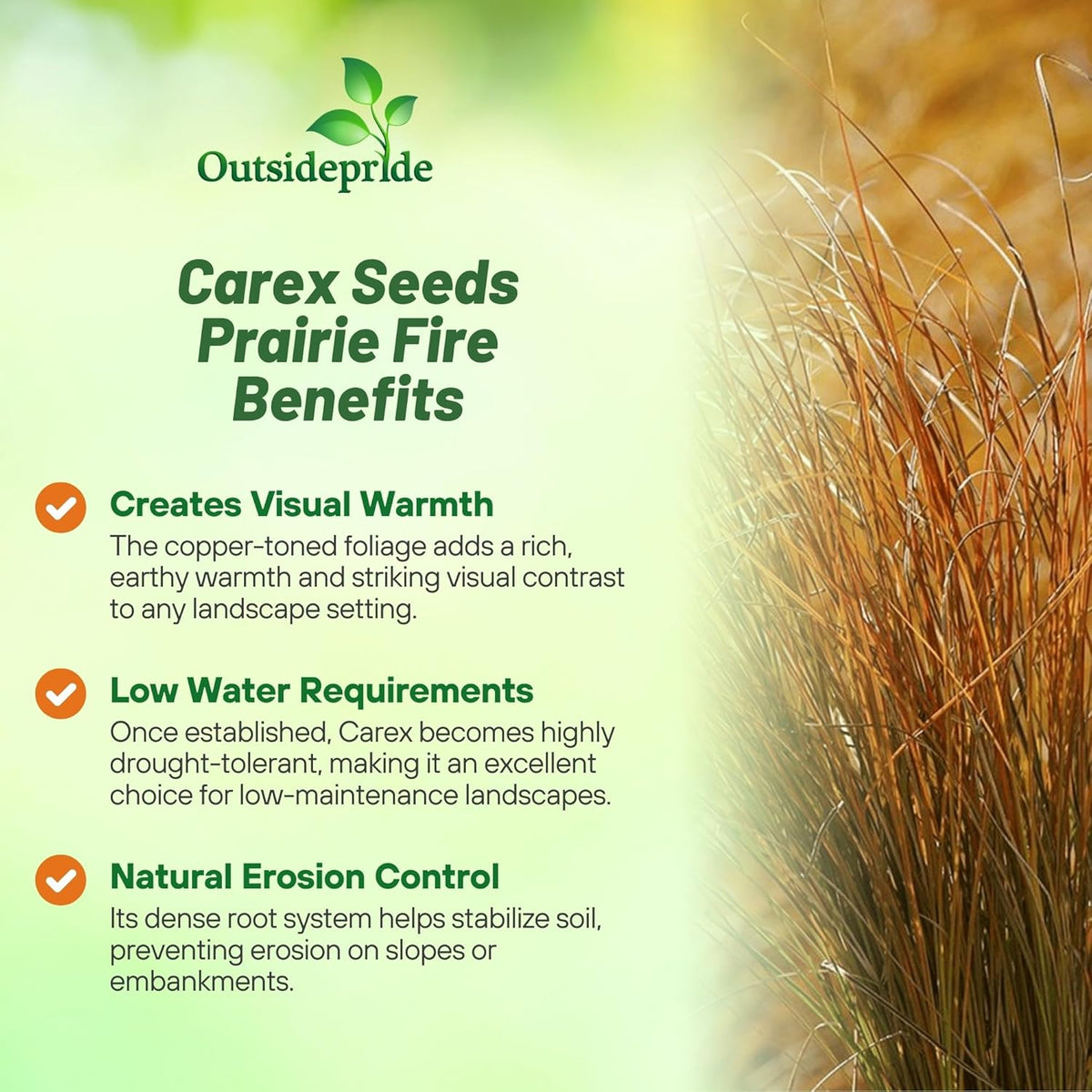 Outsidepride Carex Prairie Fire Ornamental Grass Seed – 200 Pcs. Perennial, Low-Maintenance
