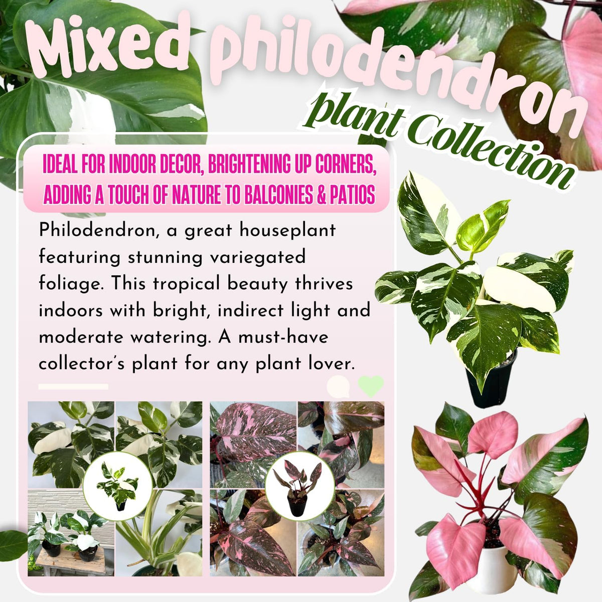 2 Philodendron Live Plant 5-9" Tall, Rare Tropical Indoor Houseplant Home Garden (Mix Rare