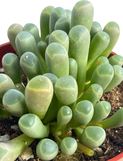Live Succulent 4" "Baby Toes Fenestraria Rhopalophylla, Succulents Plants Live Fully Rooted House