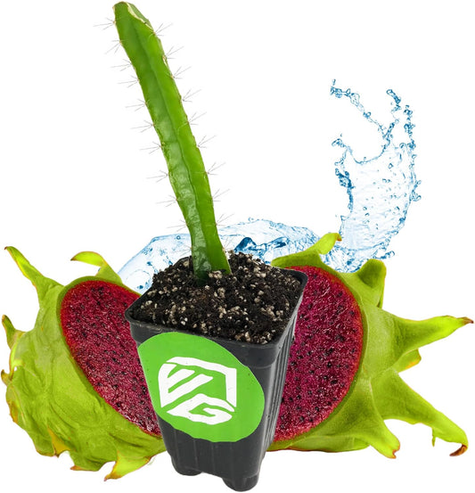 Edgar's Baby Dragon Fruit Cactus - Hylocereus undatus by Wellspring Gardens - Tropical Fruit Plant