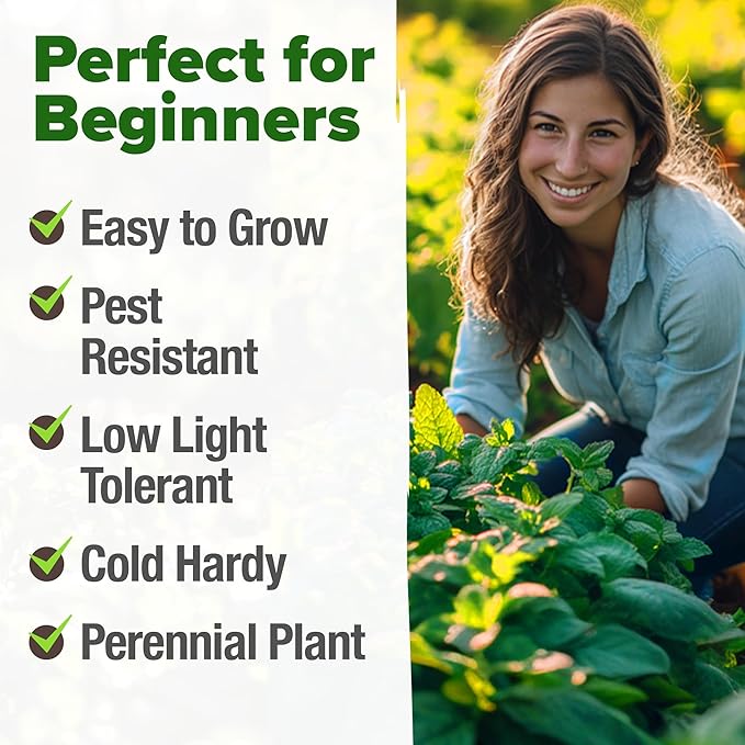 HOME GROWN 𝗨𝗦𝗔 𝗣𝗥𝗘𝗠𝗜𝗨𝗠 Peppermint Seeds Pack – 2,370 𝗡𝗢𝗡-𝗚𝗠𝗢 Heirloom Mint Seeds