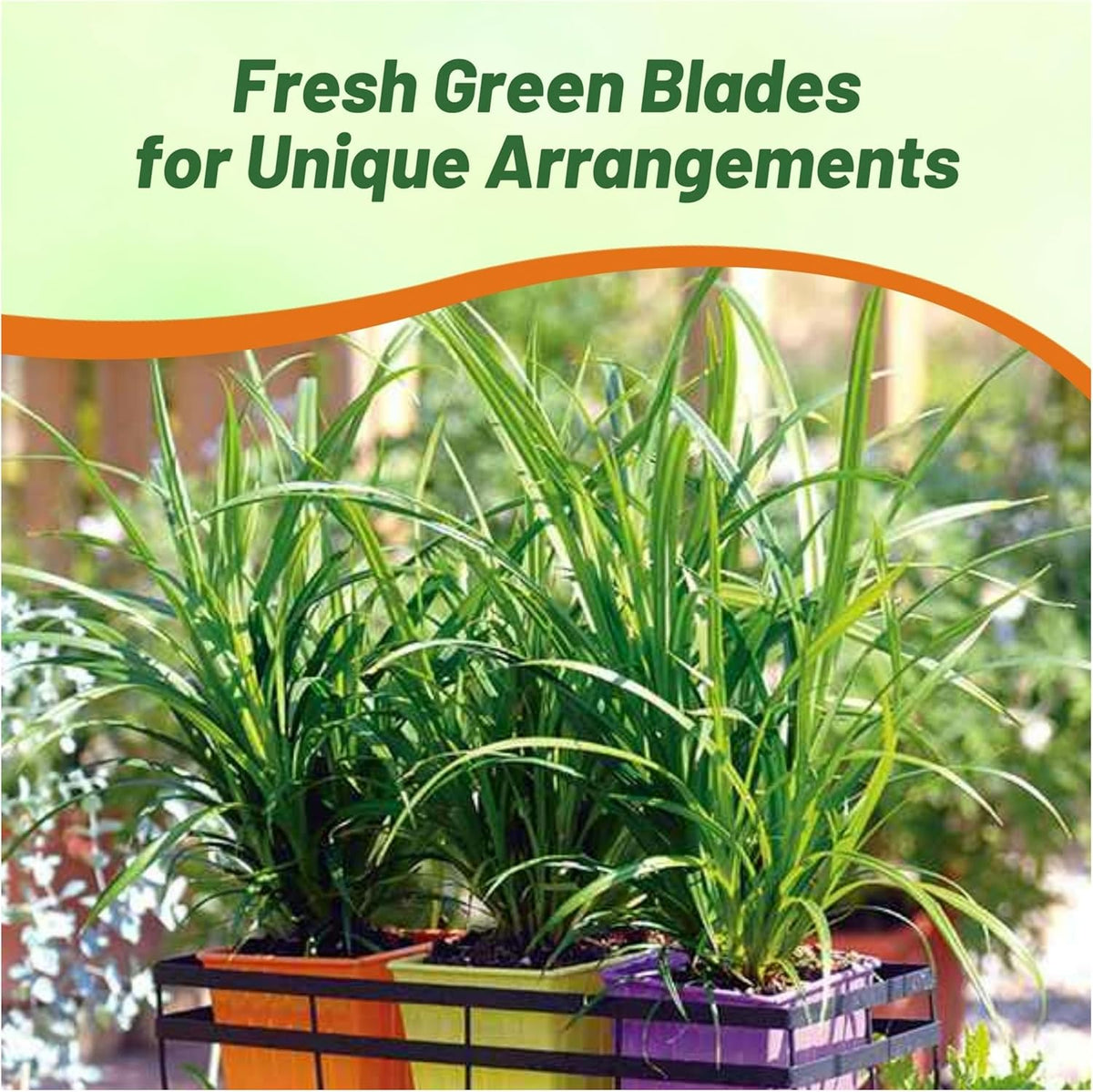 Outsidepride Carex Fresh Look Ornamental Grass Seed – 200 Pcs. Perennial, Low-Maintenance