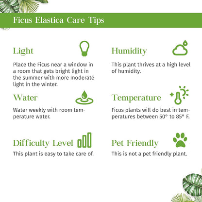 Ficus 'Ginseng' Live Plant for Indoor | Different Houseplants in 4'' & 6'' Pot | Real House Plant