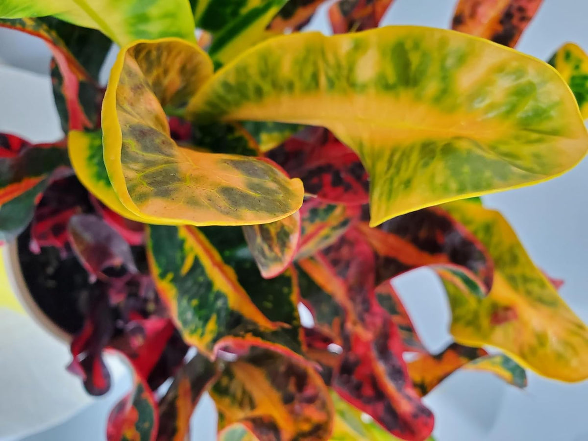 Croton Mammy - 16" to 20" Overall Height - Live Variegated Plant - Tropical Plants of Florida