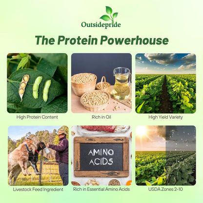 Outsidepride Soybean Seeds - 25 lbs High-Protein & High Yield Heirloom Variety Soy Beans, Ideal for