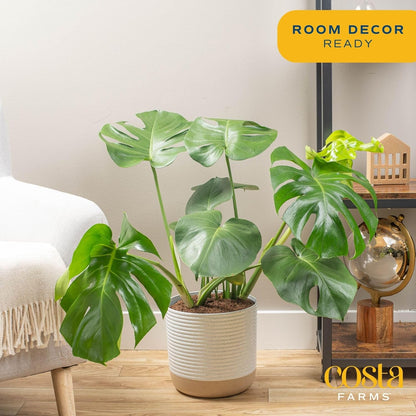 Costa Farms Monstera Swiss Cheese Plant, Live Indoor Plant, Easy to Grow Split Leaf Houseplant in