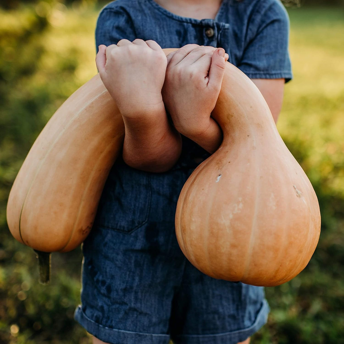 Pennsylvania Dutch Crookneck Squash - 25 Seeds - Heirloom Butternut Squash Variety, Non-GMO Winter