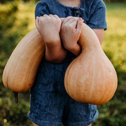 Pennsylvania Dutch Crookneck Squash - 25 Seeds - Heirloom Butternut Squash Variety, Non-GMO Winter