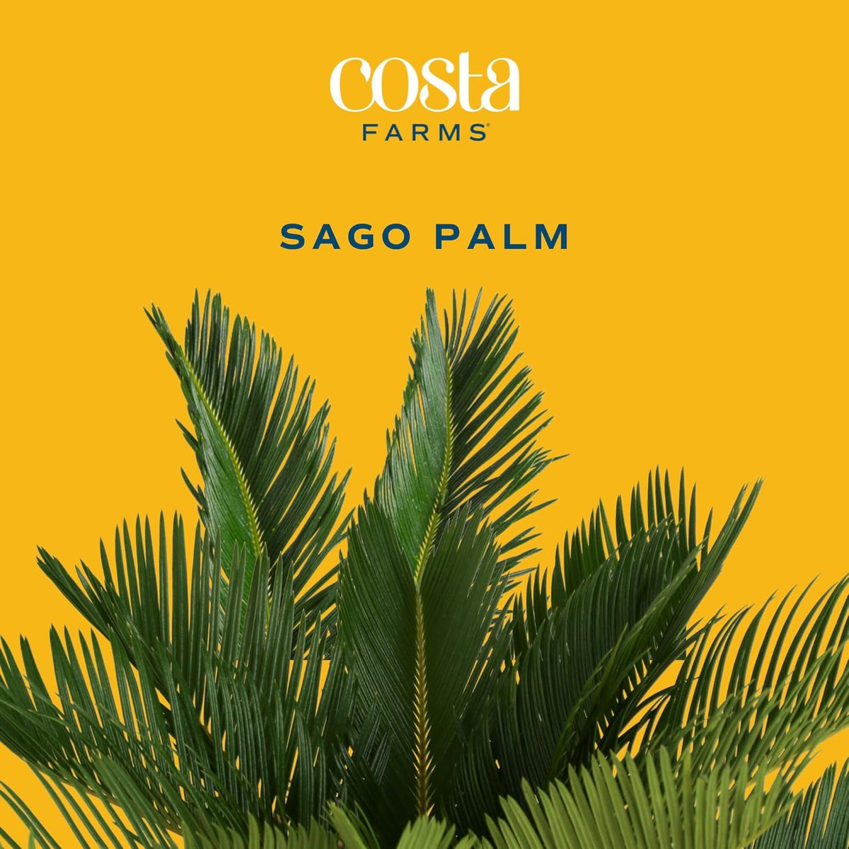 Costa Farms Live Sago Palm, Easy to Grow Live Indoor Plant, Houseplant in Plant Pot, Home and Room