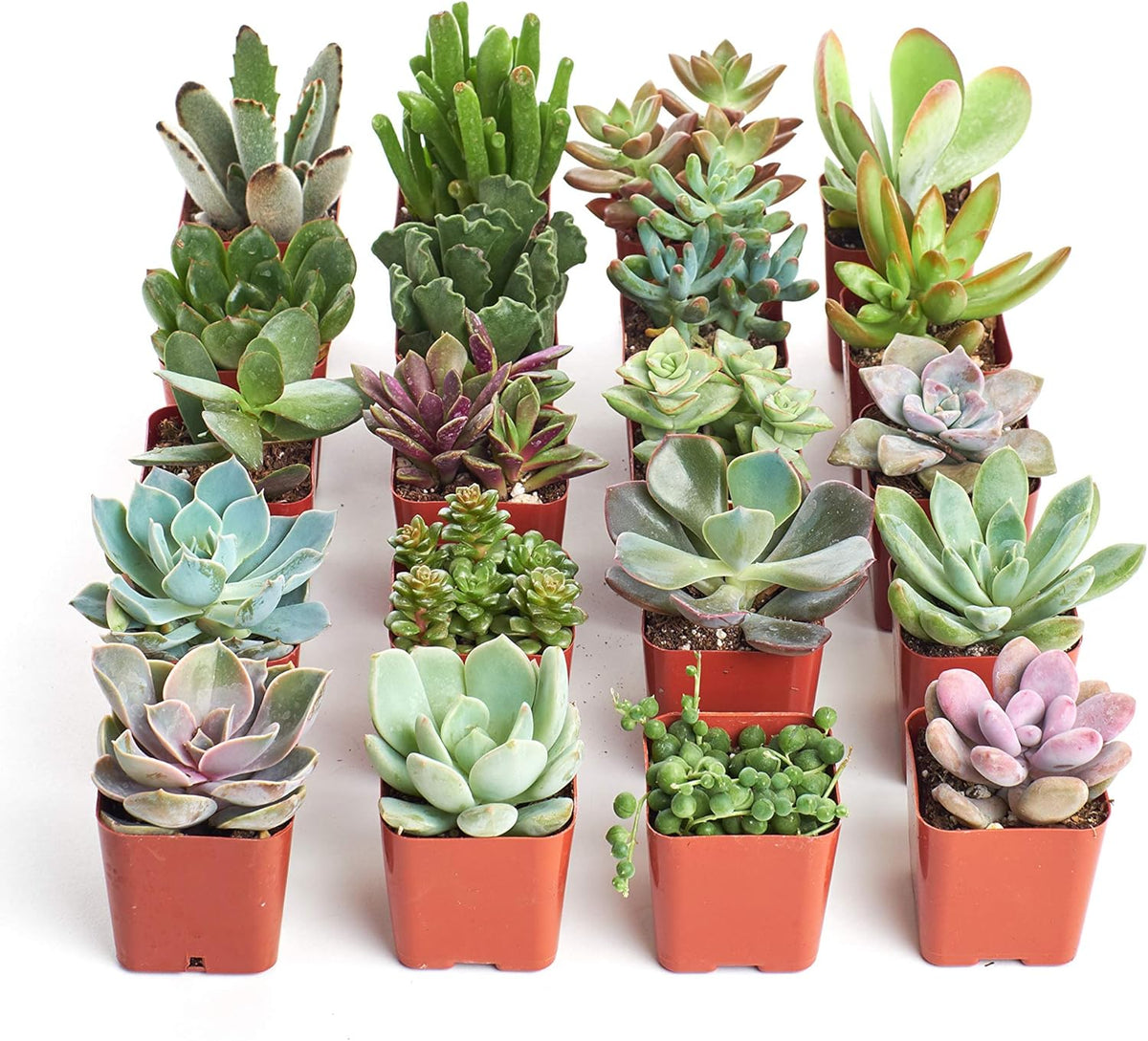 Shop Succulents Unique Succulent Plant Pack Collection - Live Mini Succulent Plants, Low