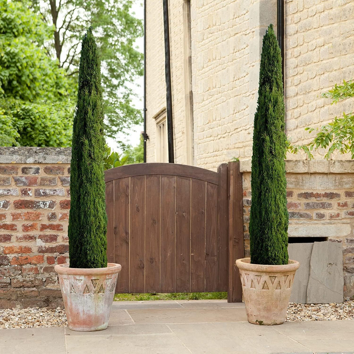 Florida Foliage Italian Cypress Tree | 10 Live Seedlings Cupressus Sempervirens Formal Elegant
