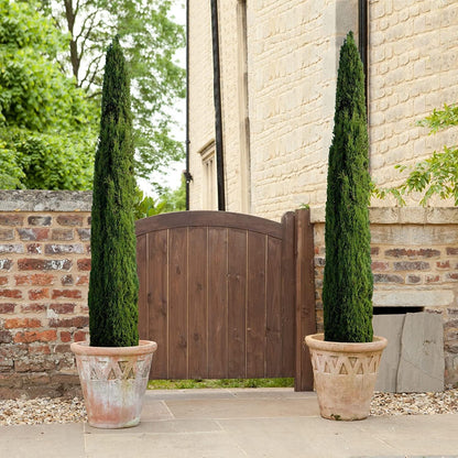 Florida Foliage Italian Cypress Tree | 10 Live Seedlings Cupressus Sempervirens Formal Elegant
