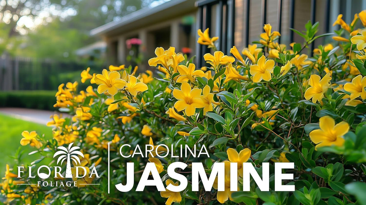 Carolina Jasmine | 10 Live Plants | Gelsemium sempervirens | Fast-Growing Flowering Vine for