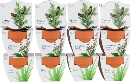 BUZZY Seeds Radiant Collection Grow Kits, 12-Pack Mini Terracotta Pots with Aloe, Christmas Basil