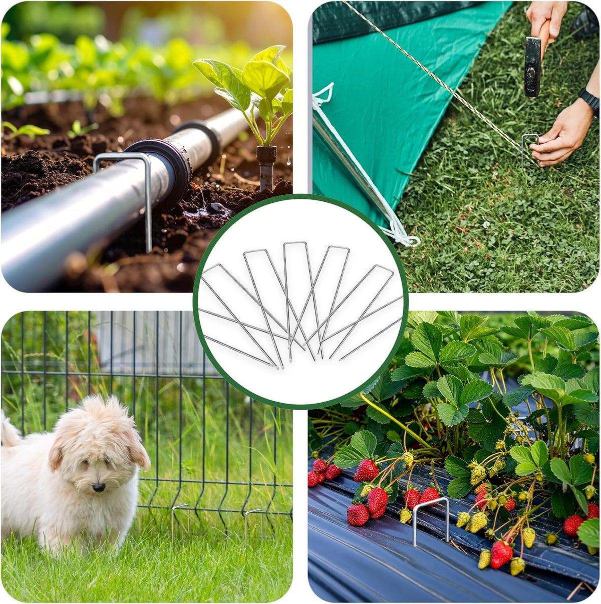 6 Inch Galvanized Landscape Staple, 11 Gauge Heavy Duty Garden Stakes for Barrier Fabric, Plant
