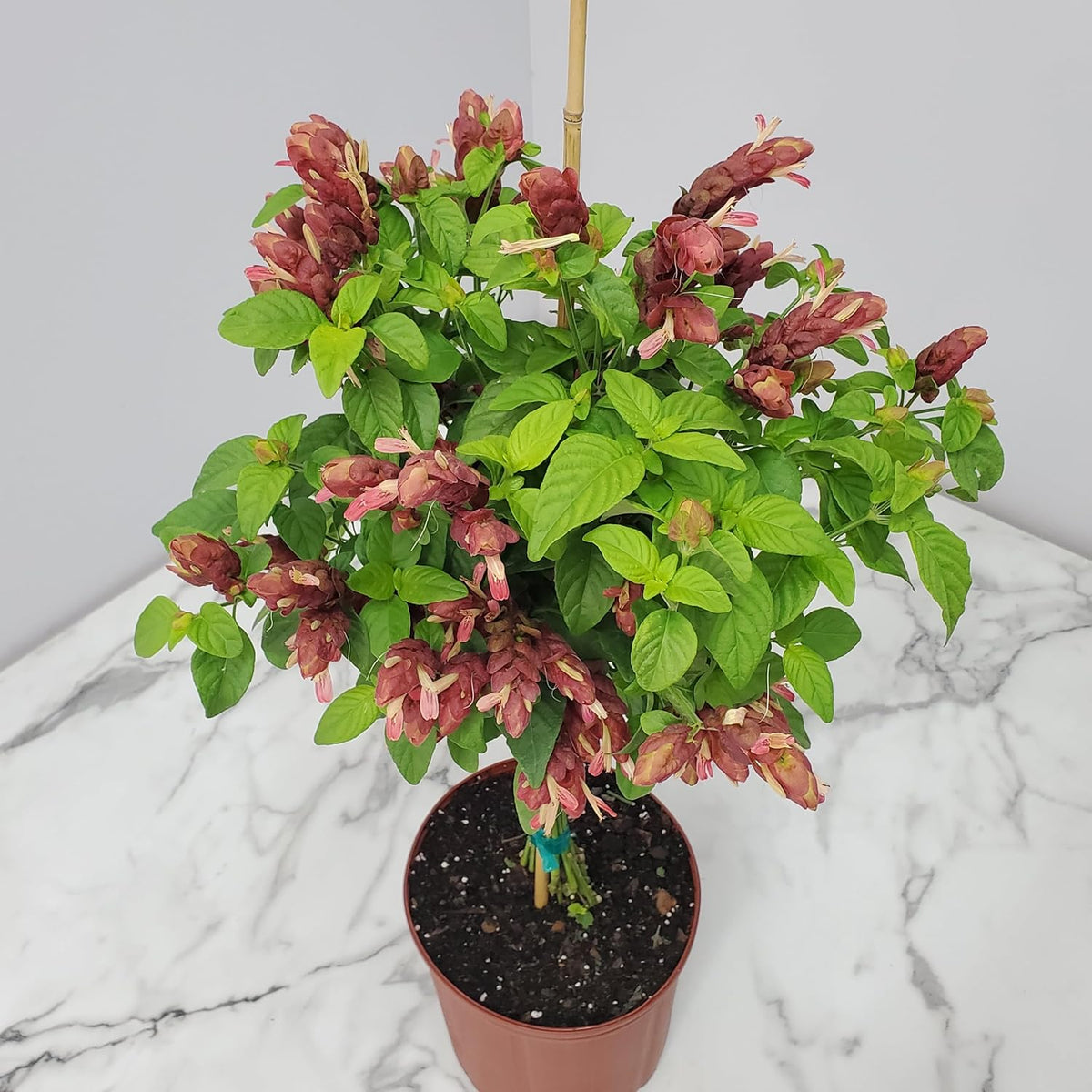 Braided Shrimp Tree - Red Flowers - Overall Height 36" to 42" - Tropical Plants of Florida (Plant