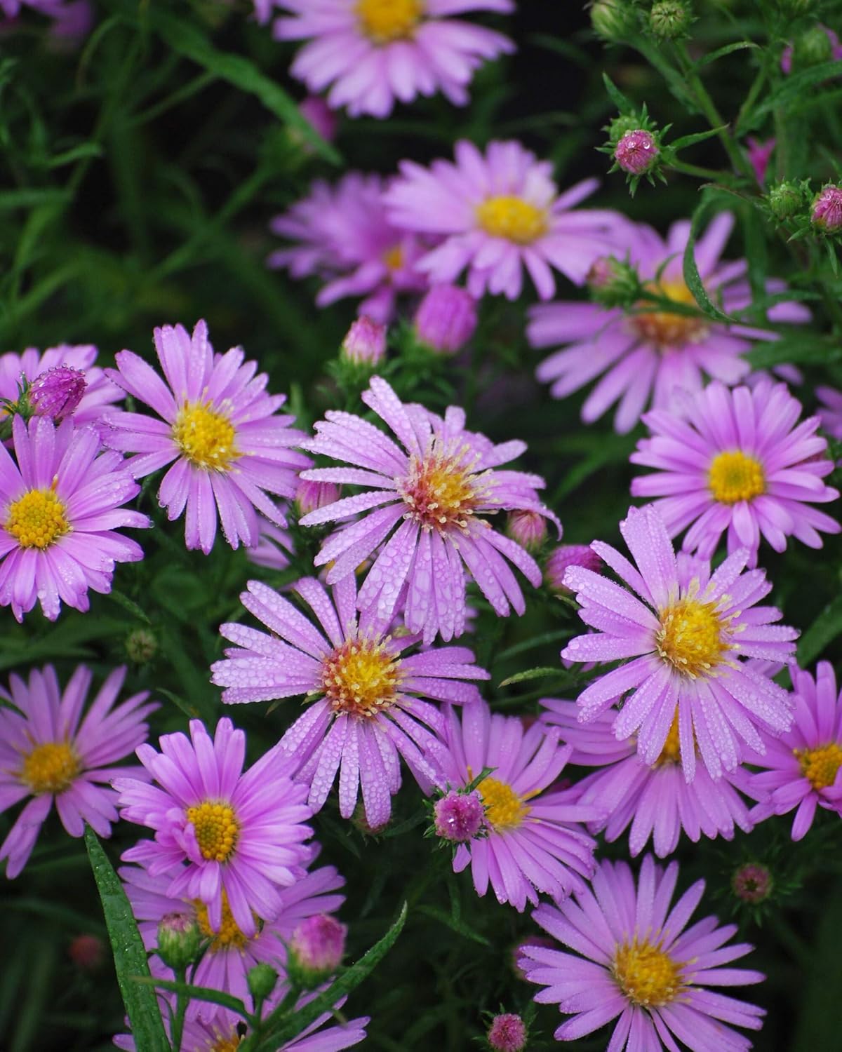 Perennial Farm Aster X 'Wood's Pink' – Live Dwarf Aster Perennial in #1 Container, Compact Habit