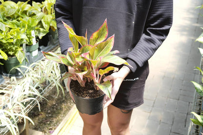 Gardenera Premium Aglaonema Plant Potting Mix - Crafted for Healthy Growth and Radiant Foliage - 1