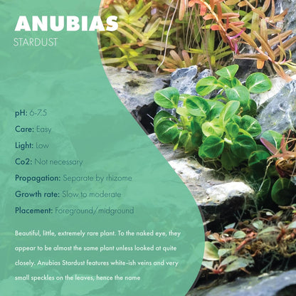SubstrateSource Anubias Live Aquarium Plants - Potted Freshwater Plant for Fish Tanks, Terrariums