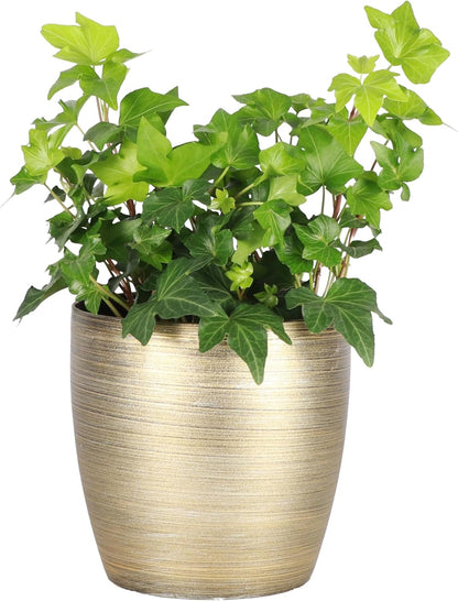 Thorsen's Greenhouse Live Green English Ivy Plant, Hedera Helix, Natural Air Purifier, Easy to