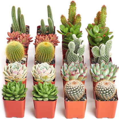 Shop Succulents Premium Live Mini Cactus and Succulent Plants in 2" Pots, Easy Care Indoor or