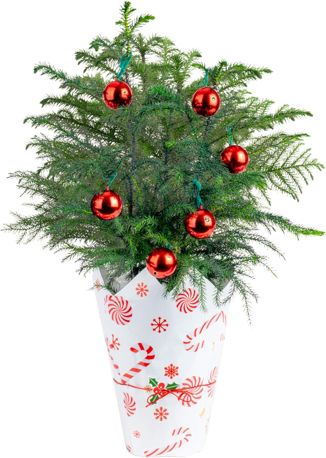 Costa Farms Live Christmas Tree, 18 to 20-Inches Tall, Decorated with Christmas Gift Wrap