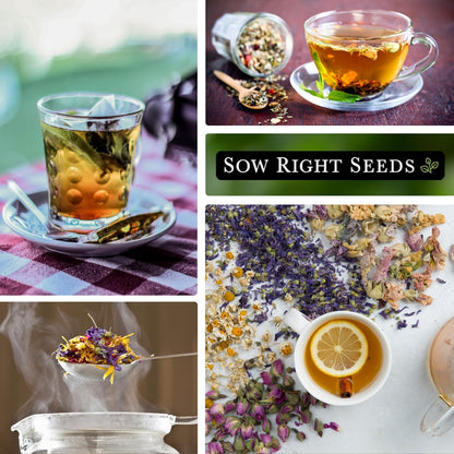 Sow Right Seeds - Large Herbal Tea Garden Seed Collection for Planting - Lemon Balm, Mint