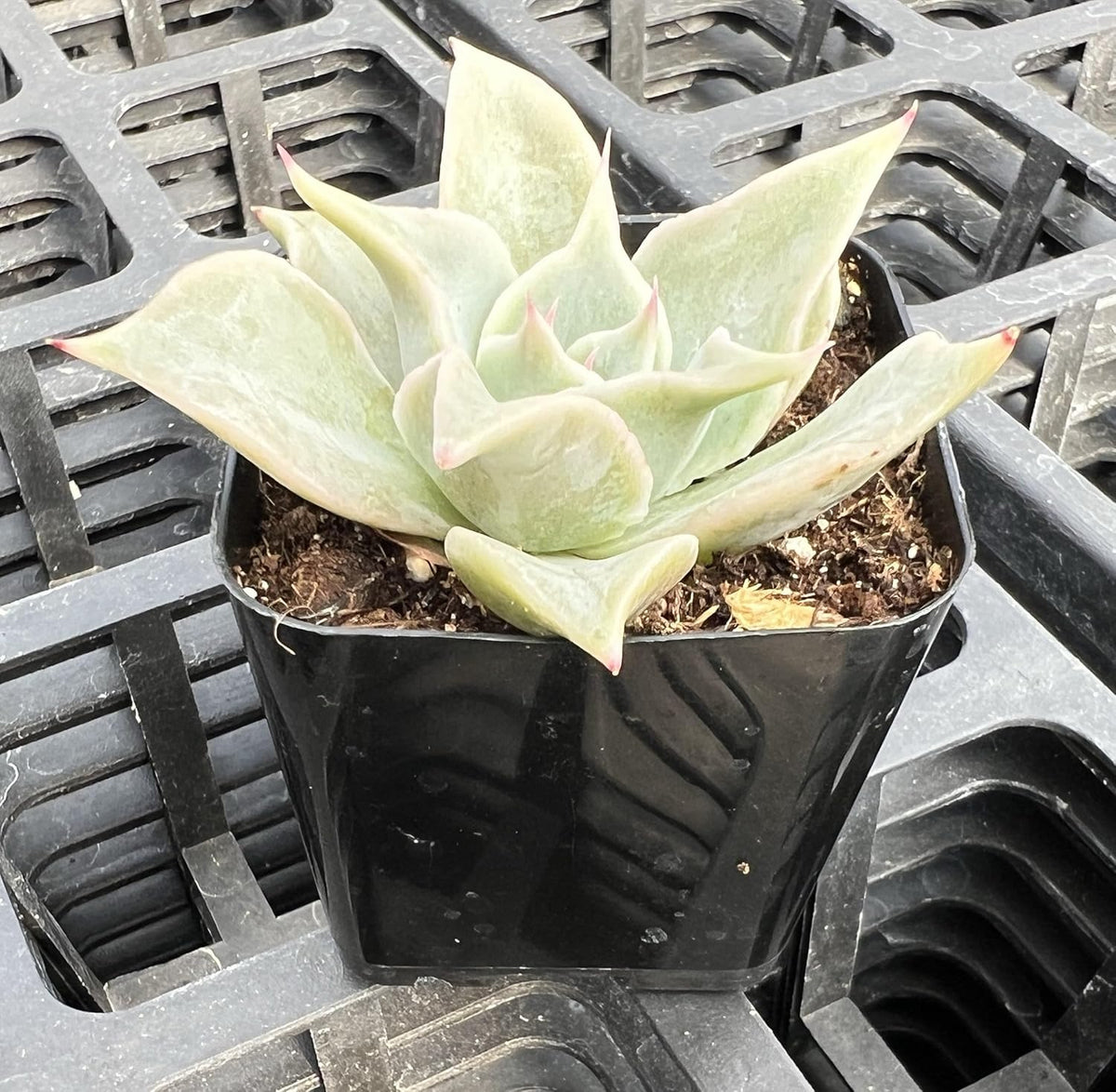 Sprout N Green Echeveria Madiba, Rare Live Succulent Plant Fully Rooted in 2" Planter with Soil