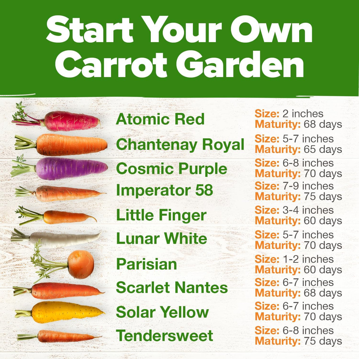 HOME GROWN 𝗨𝗦𝗔 𝗣𝗥𝗘𝗠𝗜𝗨𝗠 Rainbow Carrot Seeds – 2500+ Heirloom Seeds (10 Varieties) – High