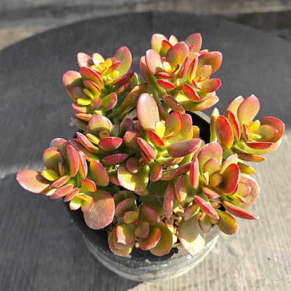 Sprout N Green Dwarf Jade - Crassula Ovata Crosby's Compact, Rare Cute Succulent Plant Fully Rooted